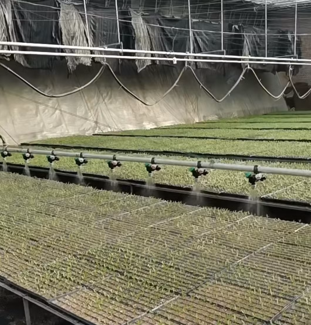 China Origin Multi Span Film Greenhouse Hydroponics Growing System