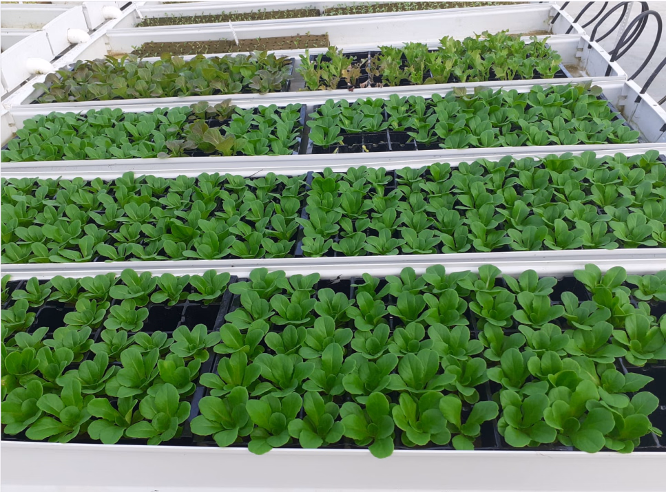 Hydroponic Vegetable Microgreen Leafy Plant Fodder Fruit Smart Vertical Container Farm Seedling Flower Greenhouse Plant Factory