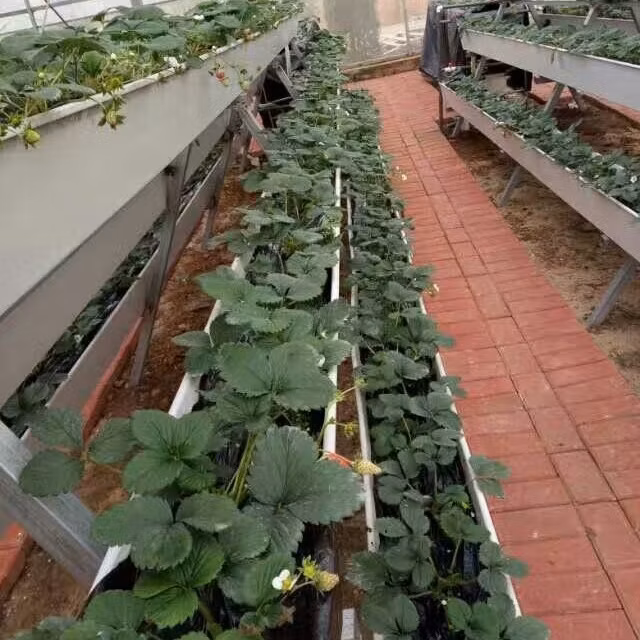 Tunnel Greenhouse Vertical a Type Strawberries Farm High Output Smart Farming Hydroponic
