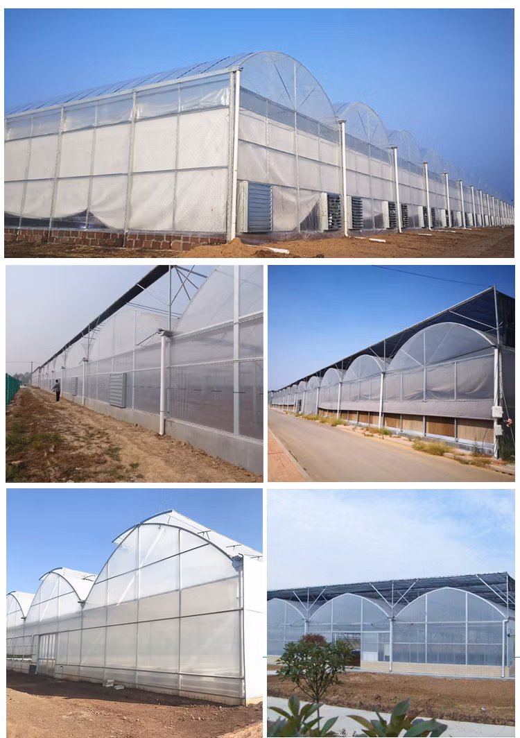 Hydroponics System Greenhouse Grow System with Automatic Control
