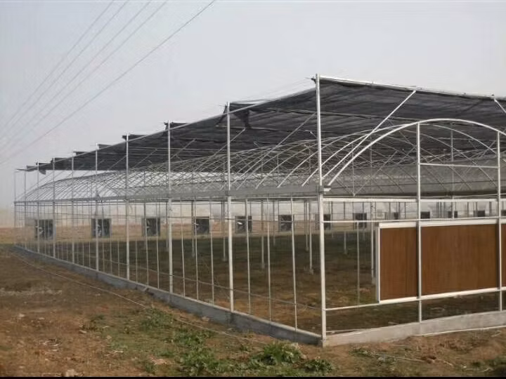 Low Cost Multi-Span Arch Modern Agricultual Greenhouse with Hydroponics System for Seedling Cultivation