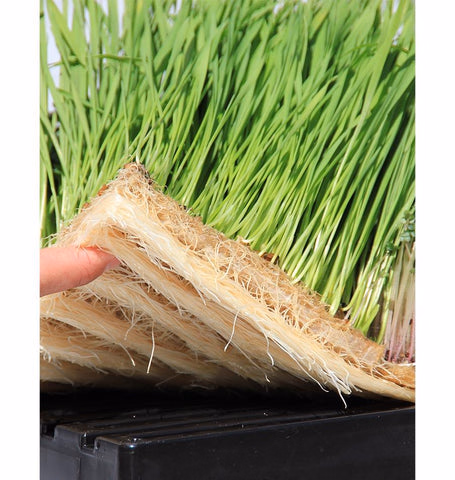 Hydroponic Vegetable Microgreen Leafy Plant Fodder Fruit Smart Vertical Container Farm Seedling Flower Greenhouse Plant Factory