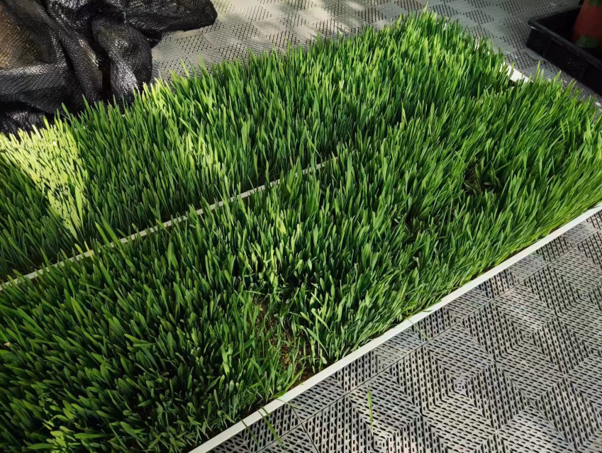 Hydroponic Vegetable Microgreen Leafy Plant Fodder Fruit Smart Vertical Container Farm Seedling Flower Greenhouse Plant Factory
