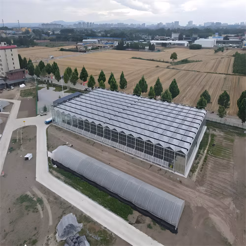 Fish and Vegetable Symbiotic System Efficient Venlo Tempered Multi-Span Glass Greenhouse Pellet Machine Large 500 Square Meters