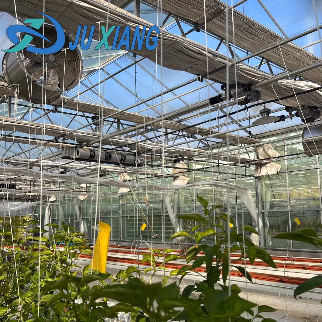 Venlo Multi-Span Intelligent Agricultural Glass Greenhouse with Hydroponics for Vegetable and Fruit Cultivation Selling to Europe/Africa/ Asia