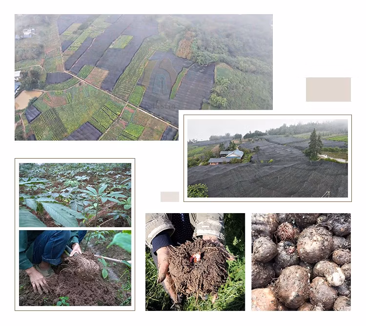 Factory Price Zero Fat Collagen Peptide Orange Flavor Konjac Jelly Drink Instant Low Sugar Fruit Jelly