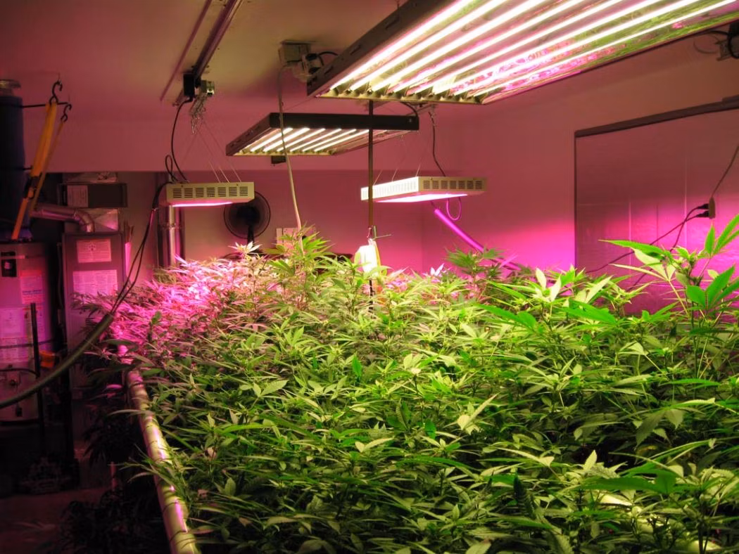 Greenhouse Vertical Farming Plant Strip LED Grow Light for Lettuce