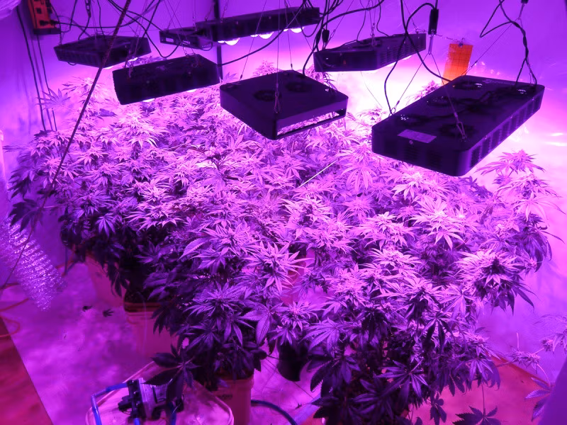 Greenhouse Vertical Farming Plant Strip LED Grow Light for Lettuce