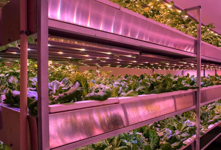 Greenhouse Vertical Farming Plant Strip LED Grow Light for Lettuce