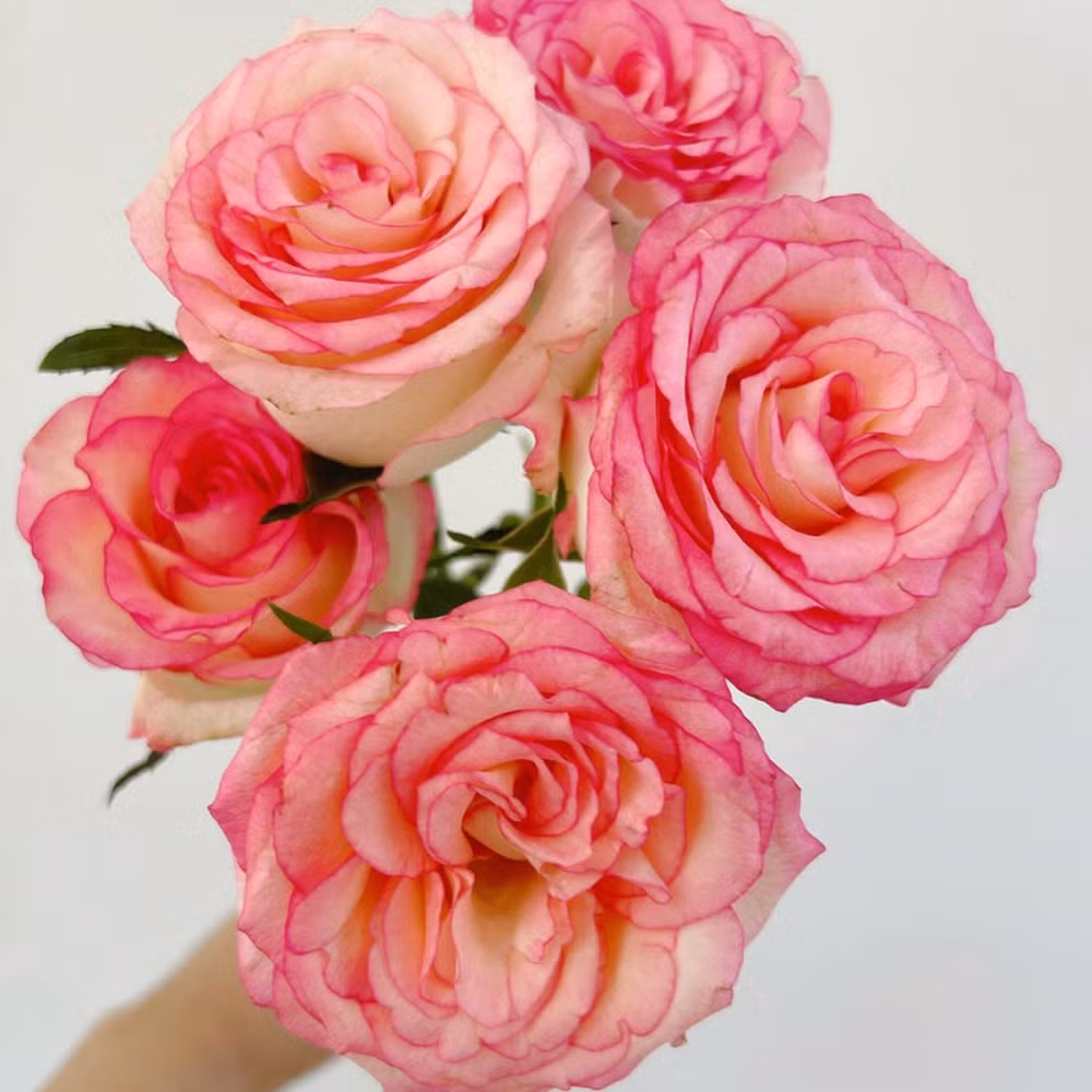 Factory Supplyreal Touch Flowerlong Stem Fresh Cut Roses