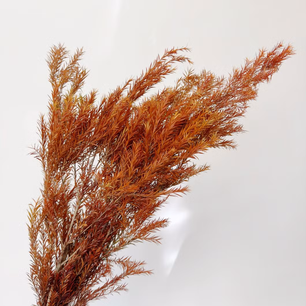 Wholesale Dried Flower Natural Long Lasting Melaleuca Bracteata Preserved Flower Festival Christmas Decor