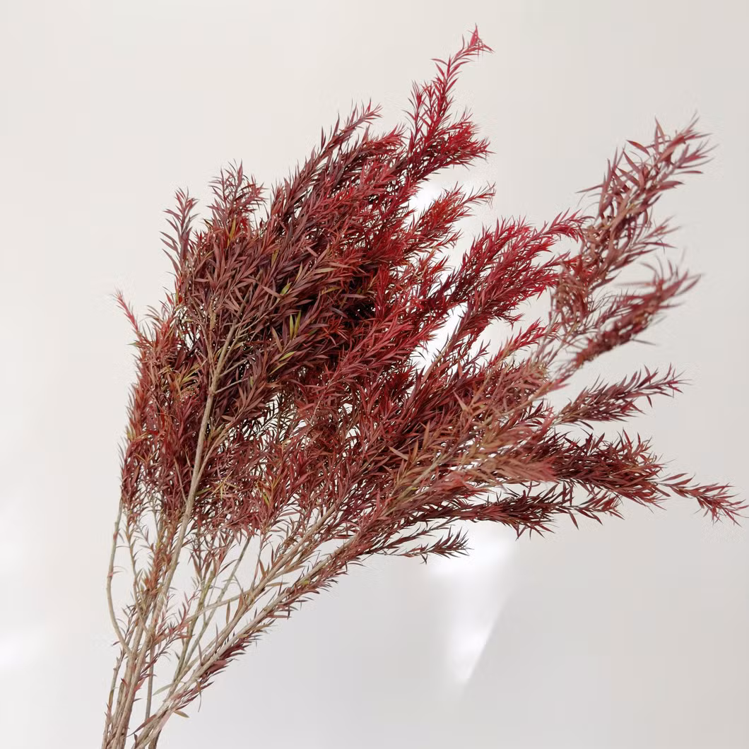 Wholesale Dried Flower Natural Long Lasting Melaleuca Bracteata Preserved Flower Festival Christmas Decor