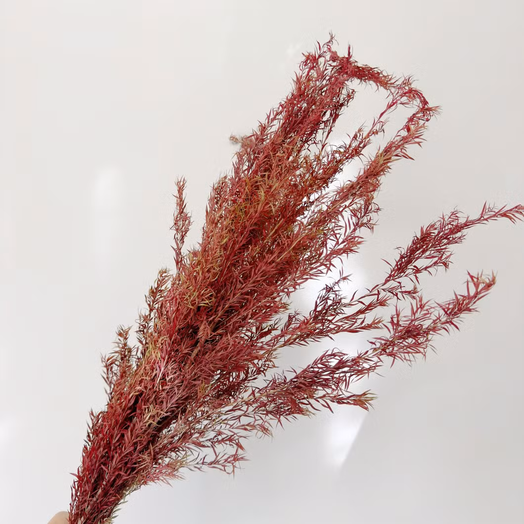 Wholesale Dried Flower Natural Long Lasting Melaleuca Bracteata Preserved Flower Festival Christmas Decor
