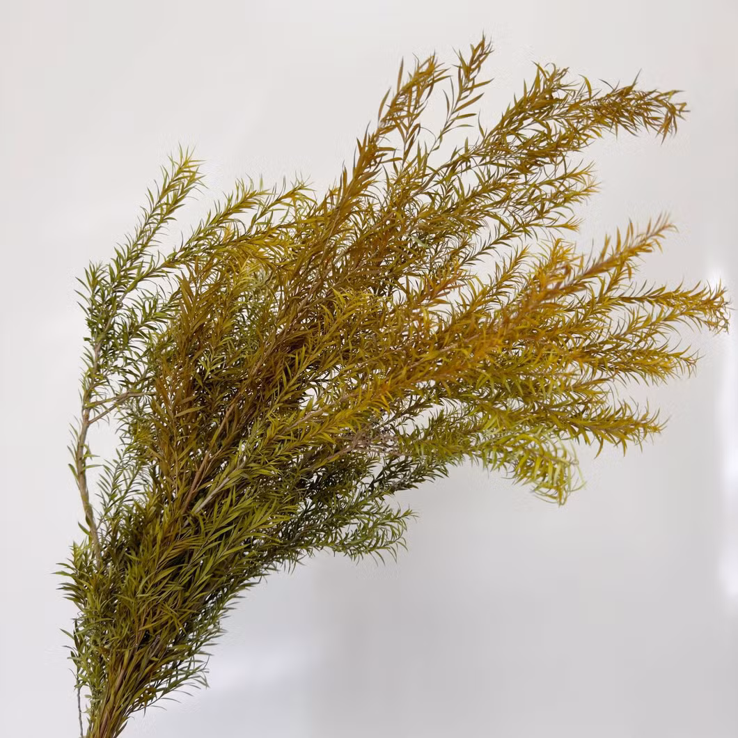 Wholesale Dried Flower Natural Long Lasting Melaleuca Bracteata Preserved Flower Festival Christmas Decor