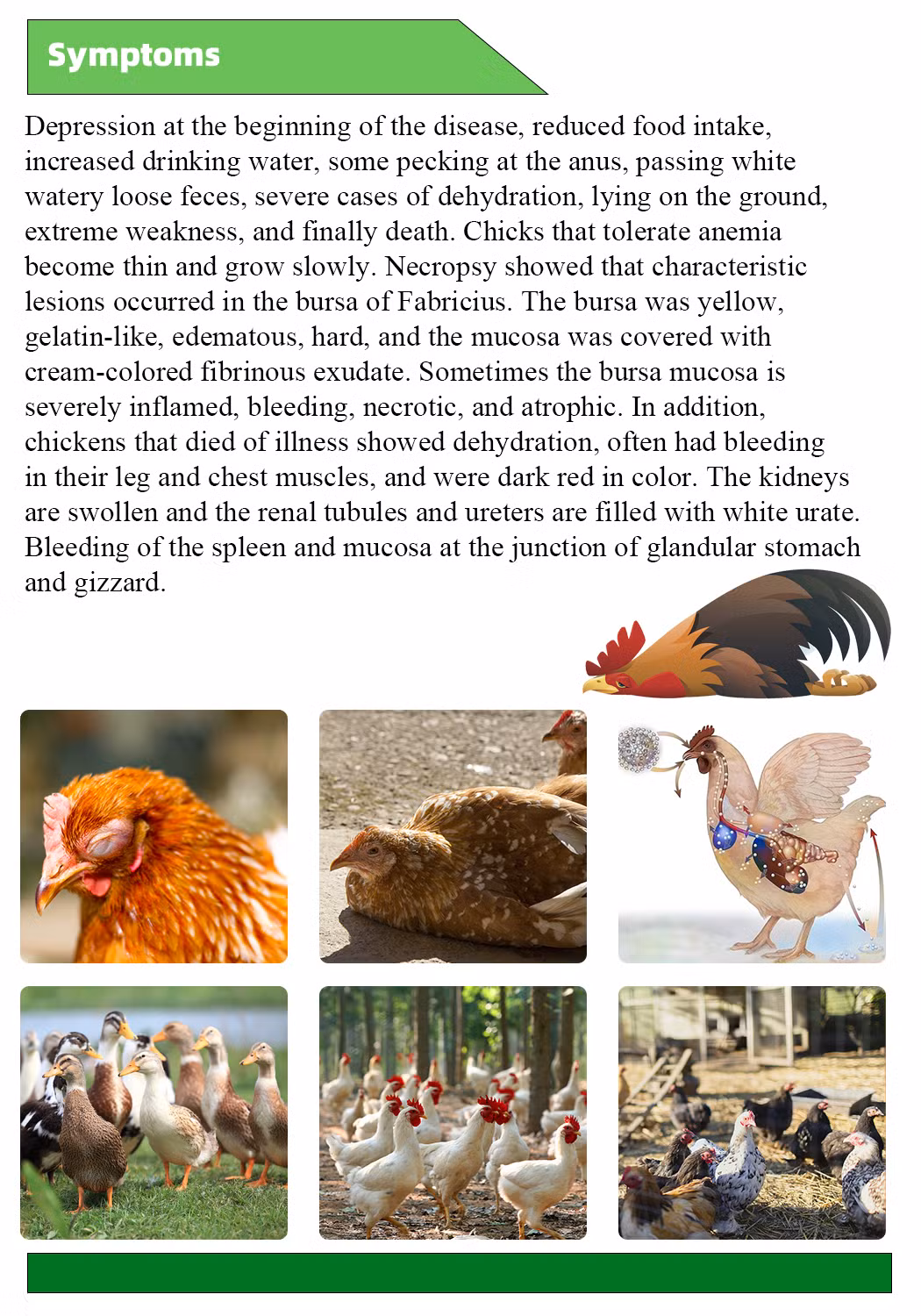 OEM Facotry Anti-Gumboro Bursa Fabricius Powder Prevent Early Chick Mortality Medicine Herbs
