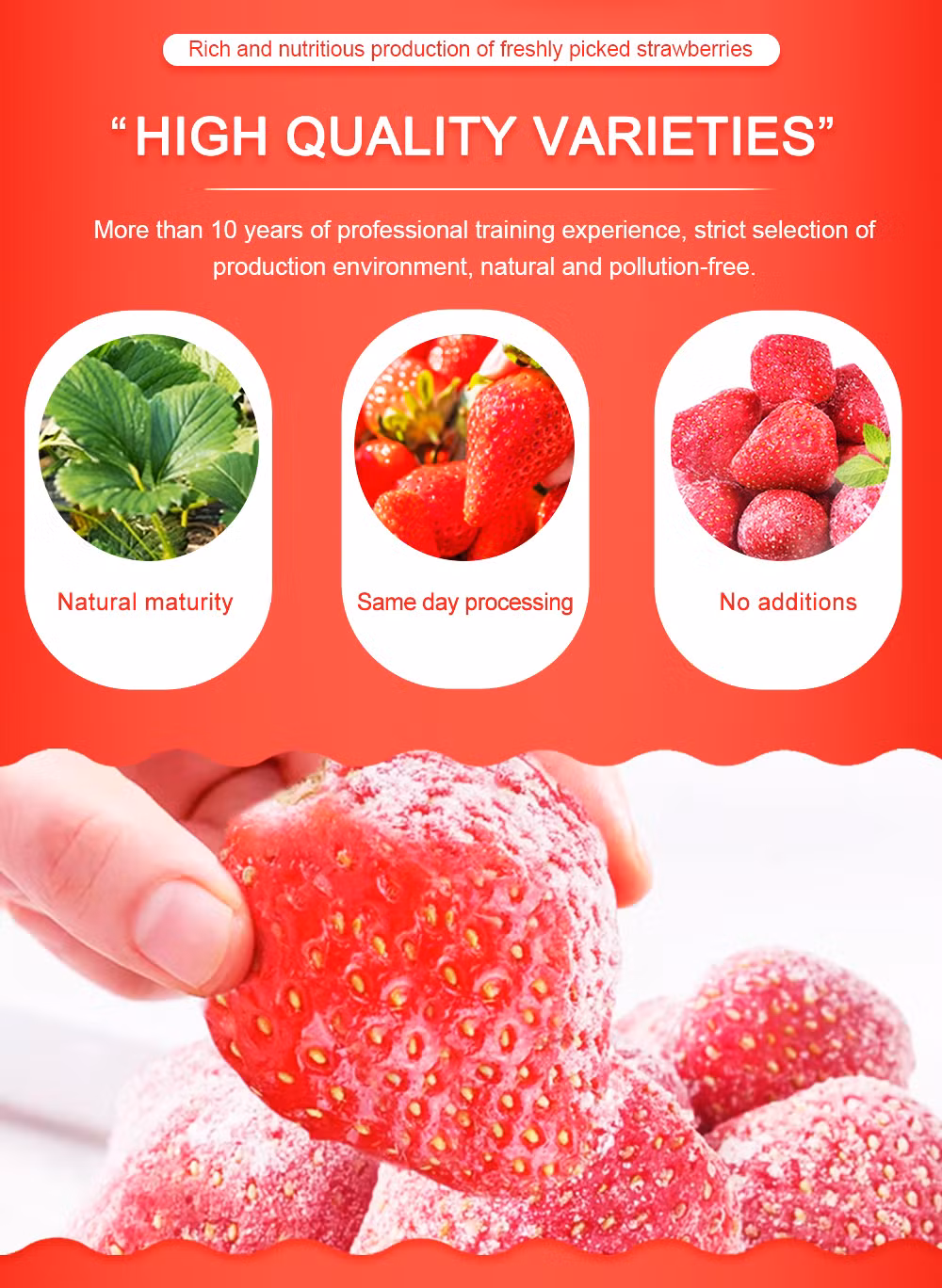 Bulk IQF Strawberries Brokens Sweet Charlie Variety Manufacturer - Reliable Wholesale Distributor