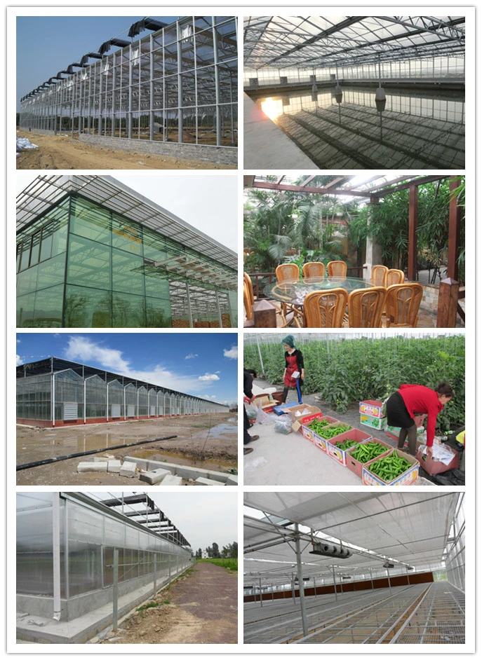 Polycarbonate Board Covered Greenhouse with Circular Fin Tube for Heat Preservation for Cold Season