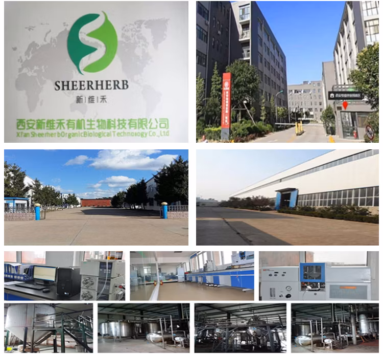 OEM Customization Sheerherb Enhance Immunity Bulk Nutrition Bcaa Amino Acid Bcaa 2: 1: 1