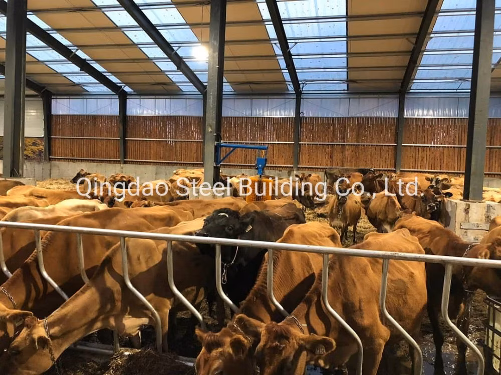 Prefab Steel Structure Frame Calf Barn Cowshed