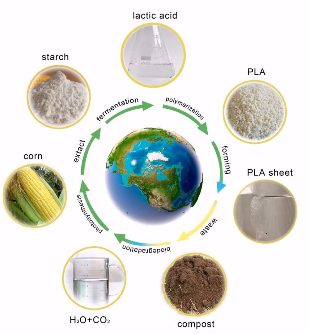 Lowest Factory Price PLA Compostable & Biodegradable Safe Packaging Food Tray