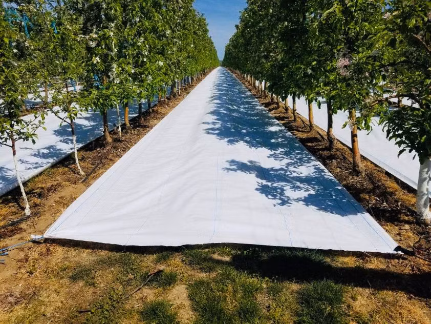 Best Quality Crazy Price Garden Ground Cover Fabric/Weed Barrier Mat/Plastic PP Anti Weed Agro Weed Control Mat