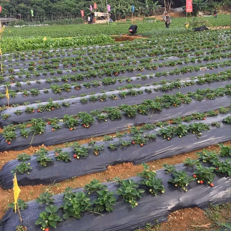 Factory Supply Anti Weed Mat Plastic Mulch Film Agricultural Black Plastic Ground Cover Good Price