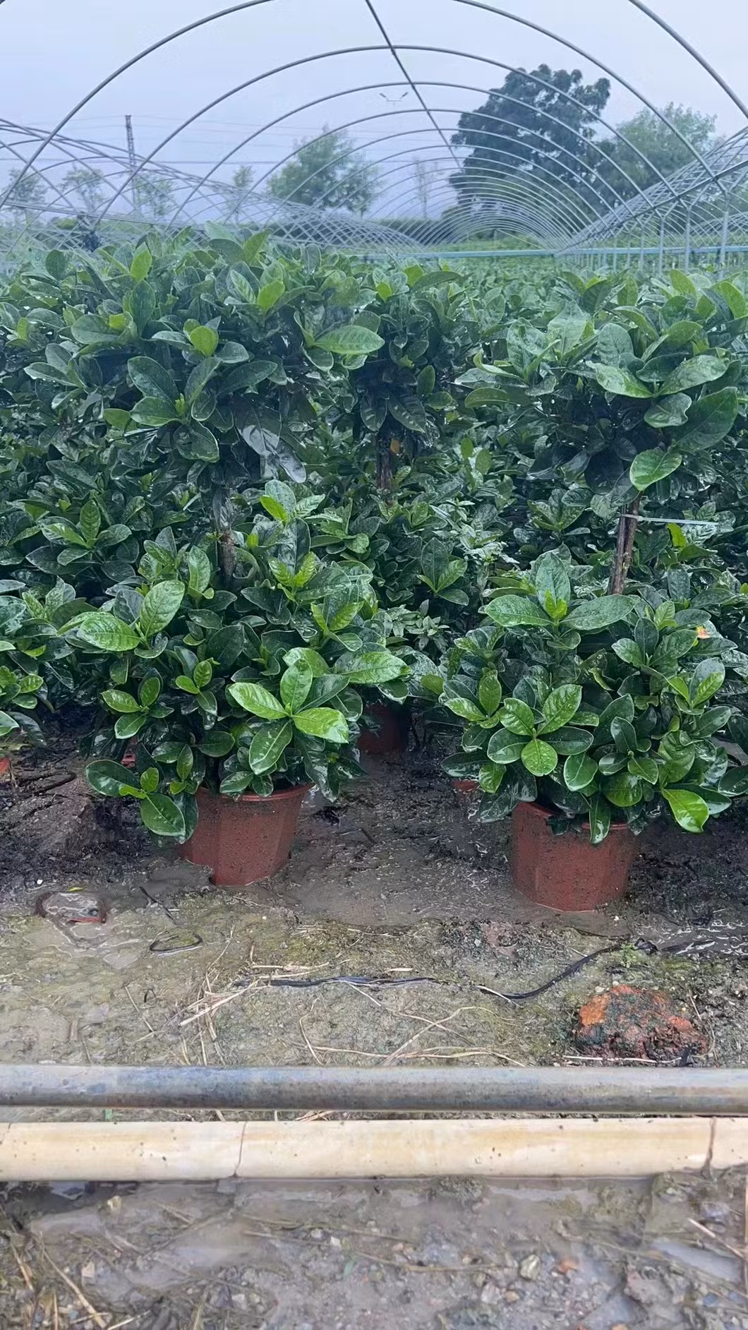Fragrant Plants Gardenia Jasminoides