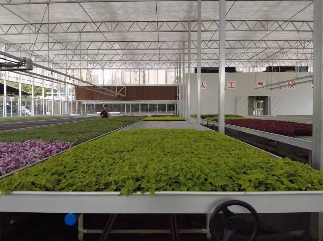 Hot Sale Greenhouse Hydroponics Mobile Rolling 4X8X10FT 2-3 Layers Agriculture Greenhouse Growing Rack for Plants/Seeds/Vegetables/Flowers