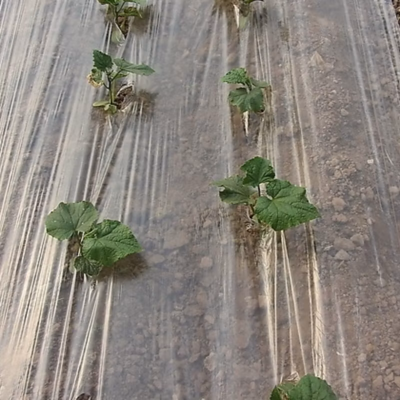 Agriculture Black Mulching Film/PE Mulch Film/Plastic Mulch Film