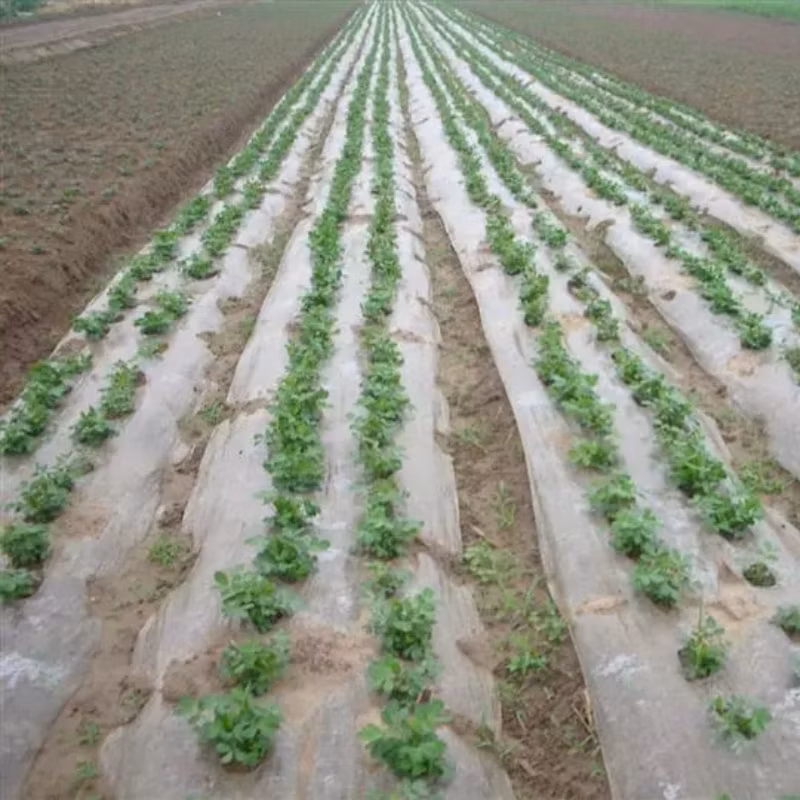 Factory Supply Anti Weed Mat Plastic Mulch Film Agricultural Black Plastic Ground Cover Good Price
