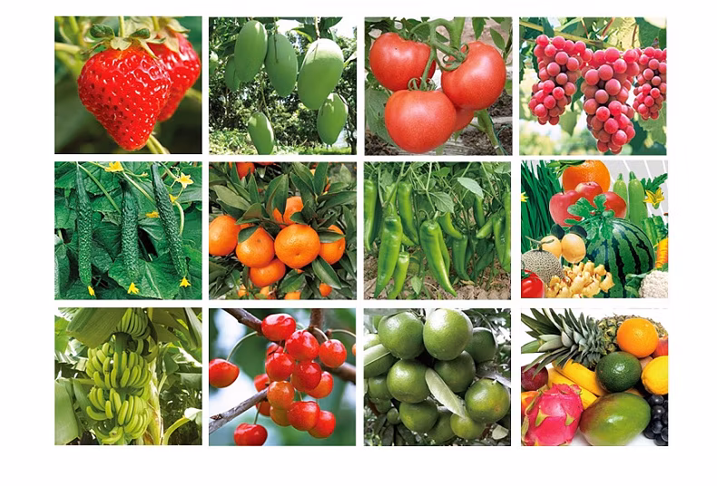 Quick Release Fertilizer Ascophyllum Nodosum Seaweed Extract with 18% Alginic Acid