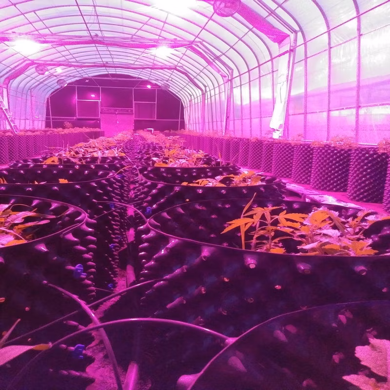 Brite Labs LED Grow Lights for Indoor Plants, Full Spectrum Bulbs, Plant Grow Light for Seedlings and Seed Stating