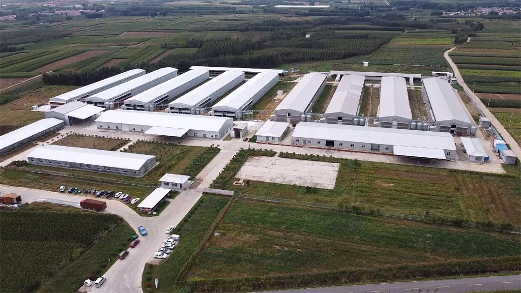Wholesale Poultry Chicken Farm 100% Pure PP Material Chicken Layer Cage Manure Cleaning Belt Dung Removing Machine for Poultry Broiler Cage Rearing Farm