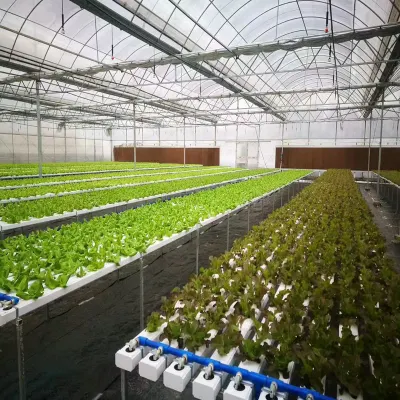 Cheap Vertical Farming Hydroponic Channel System and Nft Growing Systems for Greenhouse Hydroponics Equipment