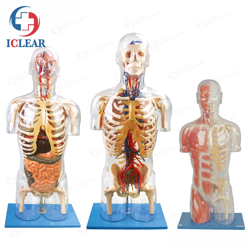 Medical Training Manikin Half-Body Transparent Torso with Internal Organ and Vascular