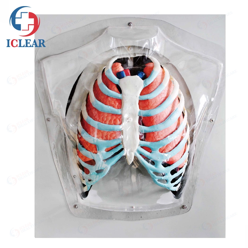 Medical Training Manikin Half-Body Transparent Torso with Internal Organ and Vascular