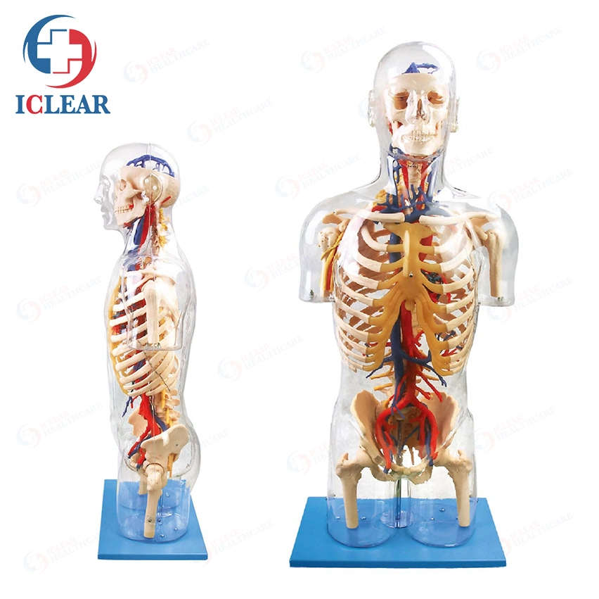 Medical Training Manikin Half-Body Transparent Torso with Internal Organ and Vascular