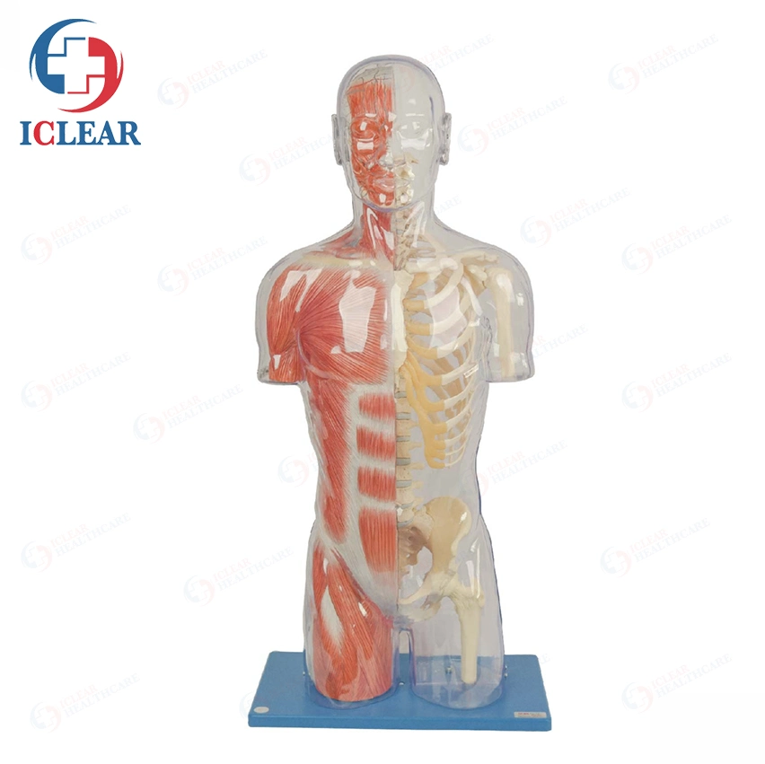 Medical Training Manikin Half-Body Transparent Torso with Internal Organ and Vascular