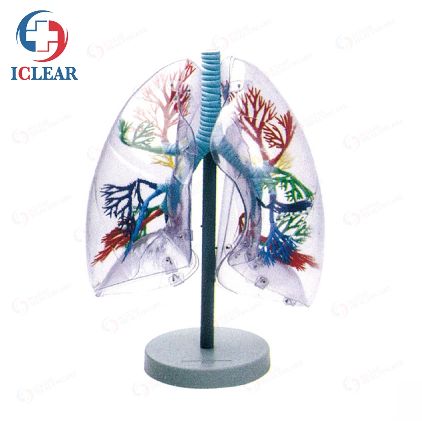 Medical Training Manikin Half-Body Transparent Torso with Internal Organ and Vascular