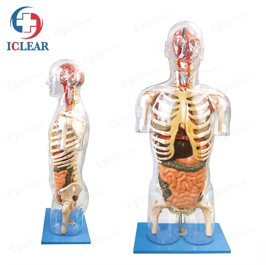 Medical Training Manikin Half-Body Transparent Torso with Internal Organ and Vascular