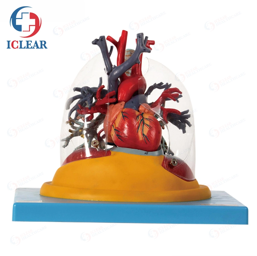 Medical Training Manikin Half-Body Transparent Torso with Internal Organ and Vascular