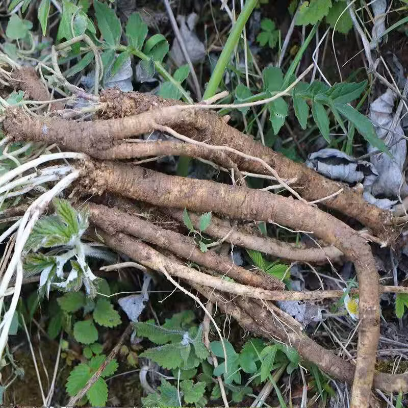 High Quality Chinese Herbal Medicine Dangshen Dried Radix Codcnopsitis Root