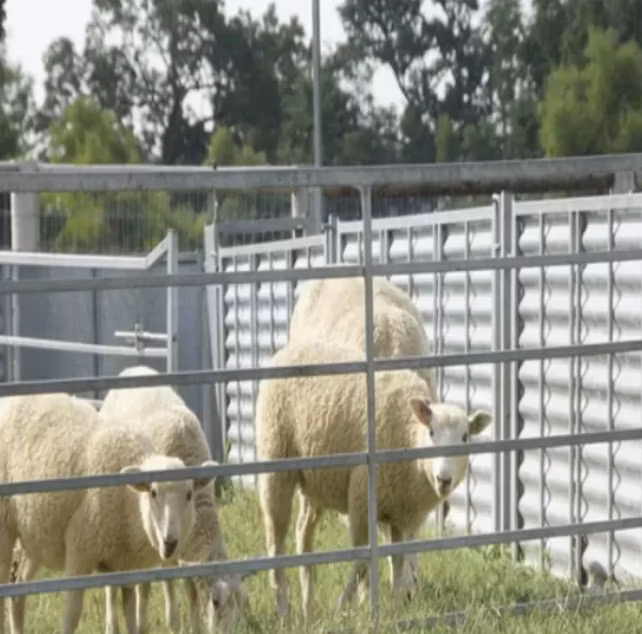 Hot Selling Security Sturdy and Durable Iron Steel Corral Livestock Yard Sheep Fence Panel