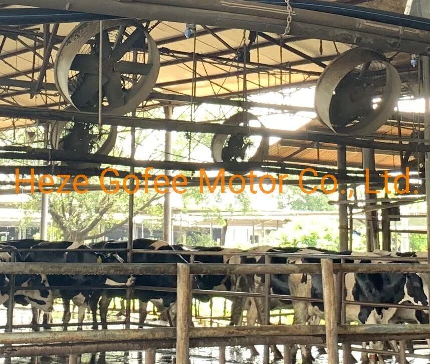 Galvanized Steel Shell Hanging Ceiling Exhuast Fan for Dairy Farm Cowshed Poultry House