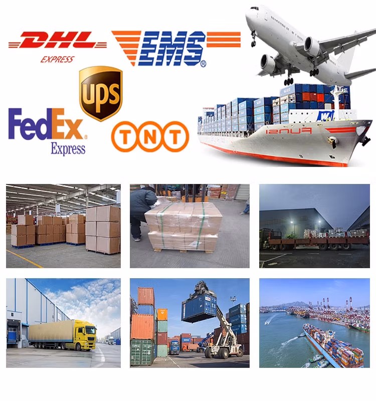 SS304 Thread Concrete Screw Anchor Bolt Threaded Rod Hanger Bolt for Construction