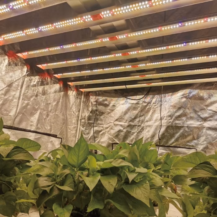 S700 700W Lm301h UV IR Dimmable Full Spectrum Bar LED Grow Lights