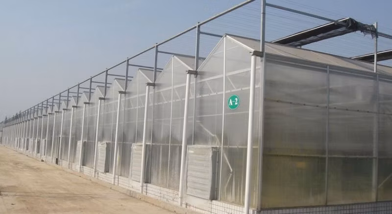 Ambar Multi-Wall Polycarbonate Sheet for Roofing&Decoration