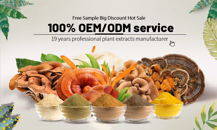 Mushroom Extract High Quality Food Grade Liquid Herbal Plant Powder Blends Medicinal Mushroom Supplement