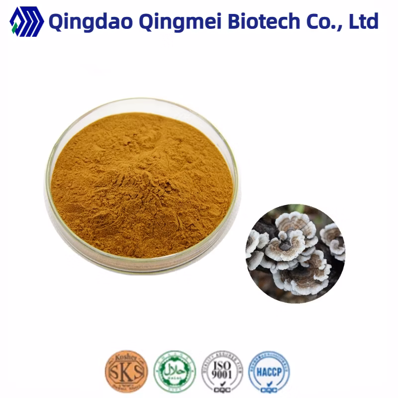 High Performance Organic Coriolus Versicolor Turkey Tail Mushroom Powder Mushroom Extract as Mushroom Supplement
