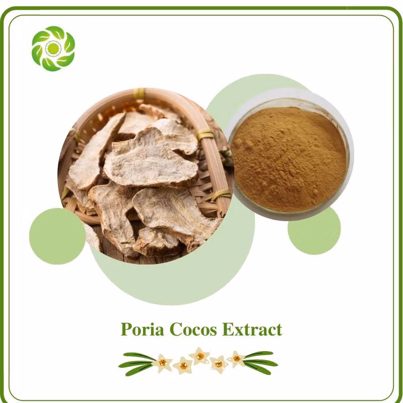World Well-Being Rutin 90% HPLC Polysaccharide 1%-98% Mushroom Extract Powder Agaricus Blazei /Reishi Mushroom/Hericium Erinaceus/Cordyceps Sinensis Extract